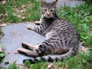 Lost Egyptian Mau grey named Mittens in Terrebonne