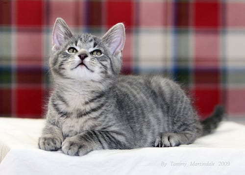 Lost Egyptian Mau cream named Willow in Surrey