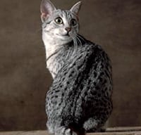 Lost Egyptian Mau grey tabby named Chloe in Orillia
