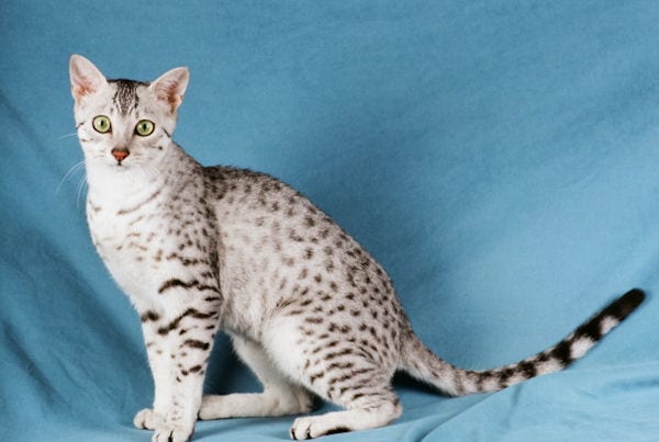 Lost Egyptian Mau tabby named Mittens in Toronto