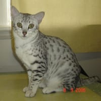 Lost Egyptian Mau orange tabby named Oreo in Okotoks