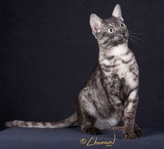 Lost Egyptian Mau orange tabby named Toby in Camrose