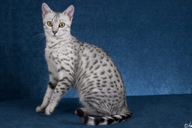 Lost Egyptian Mau tortoiseshell named Sam in Blainville
