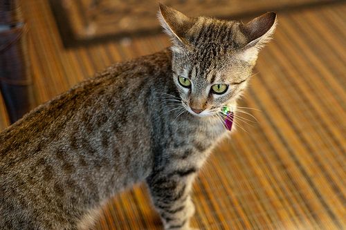 Lost Egyptian Mau tortoiseshell named Sophie in Stony Plain