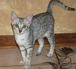 Lost Egyptian Mau white named Smokey in Gatineau