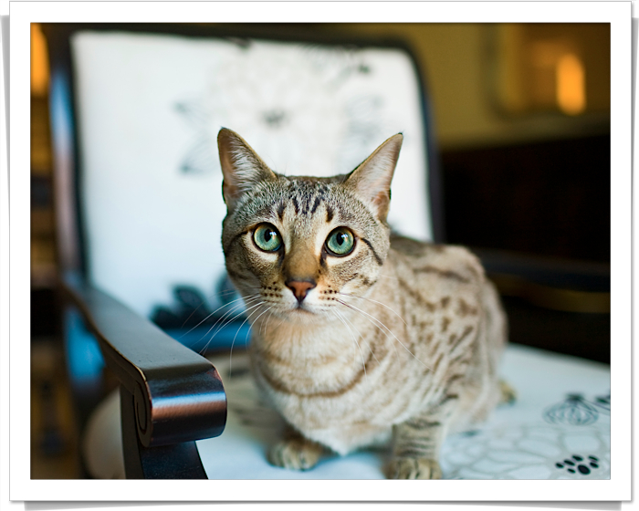 Lost Egyptian Mau cream named Shadow in Vancouver