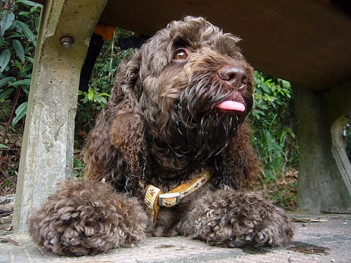 Lost English Cocker Spaniel brown named Rocky in Dauphin