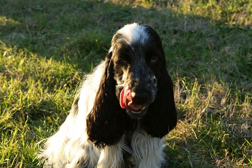 Lost English Cocker Spaniel brown named Bear in Toronto