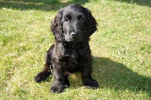 Lost English Cocker Spaniel brown named Bentley in Brantford