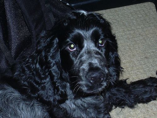 Lost English Cocker Spaniel brown named Duke in Saskatoon