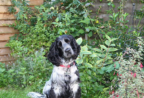 Maggie