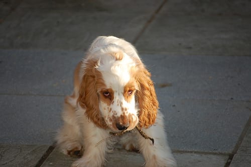 Lost English Cocker Spaniel grey named Rocky in Mount Pearl