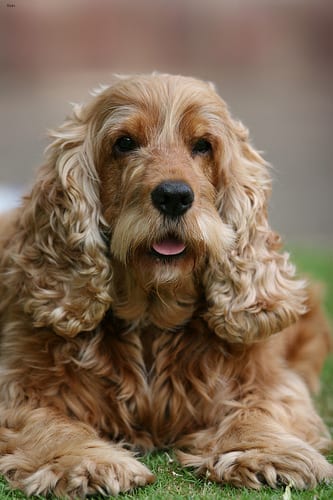 Lost English Cocker Spaniel white named Bailey in Yellowknife