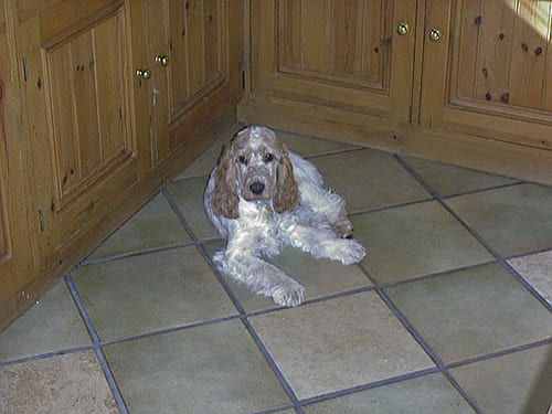Lost English Cocker Spaniel chocolate named Bear in Toronto