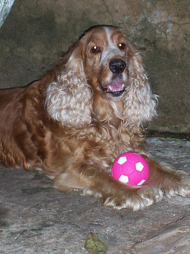 Lost English Cocker Spaniel black and white named Rosie in Toronto
