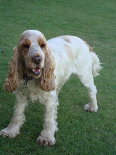 Lost English Cocker Spaniel black and white named Bear in Victoria
