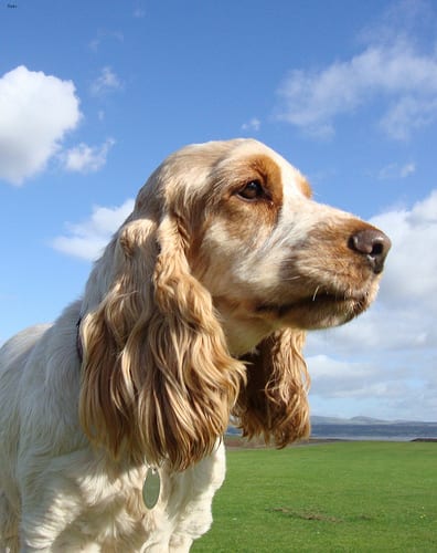 Lost English Cocker Spaniel black named Bruno in Lévis