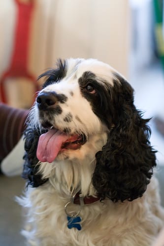 Lost English Cocker Spaniel tan named Penny in Portage la Prairie