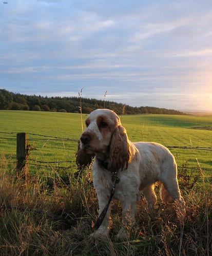 Lost English Cocker Spaniel white named Buddy in Victoriaville