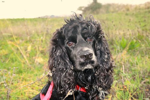 Lost English Cocker Spaniel cream named Max in Vancouver