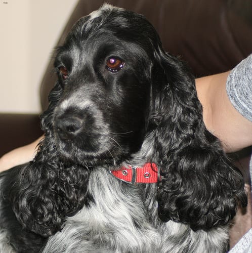 Lost English Cocker Spaniel cream named Buddy in Brandon