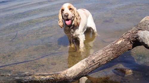 Lost English Cocker Spaniel chocolate named Maggie in Bradford West Gwillimbury