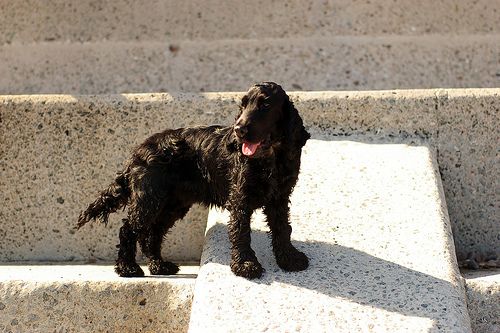 Lost English Cocker Spaniel white named Milo in Richmond