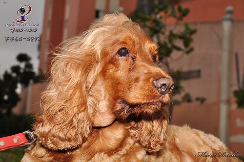 Lost English Cocker Spaniel brown named Winston in Caledon