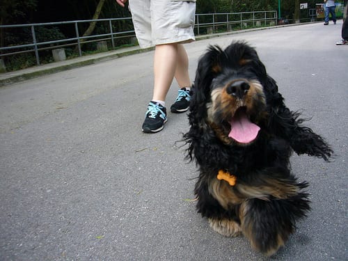 Lost English Cocker Spaniel grey named Cooper in Vancouver