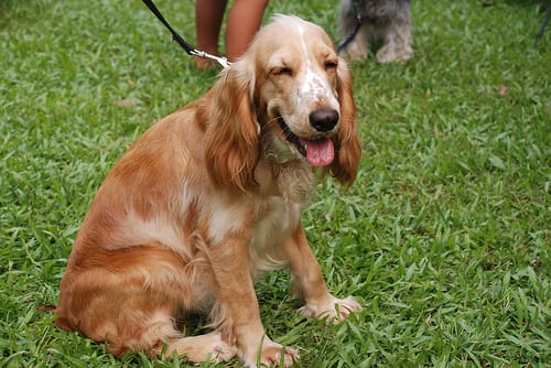 Lost English Cocker Spaniel cream named Zoey in Toronto