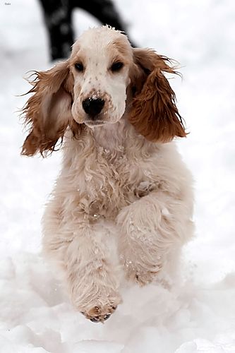 Lost English Cocker Spaniel black named Buddy in Penticton