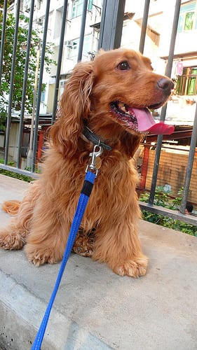 Lost English Cocker Spaniel black and white named Max in Kitchener