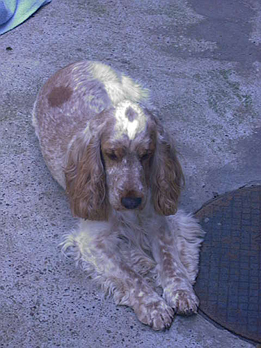 Lost English Cocker Spaniel white named Rosie in Camrose