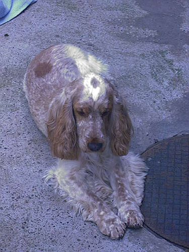 Lost English Cocker Spaniel chocolate named Luna in Windsor