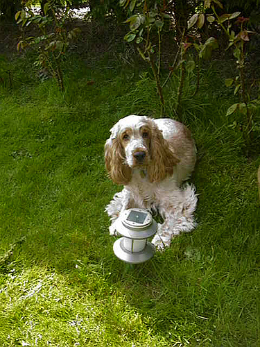 Lost English Cocker Spaniel golden named Daisy in Fort McMurray