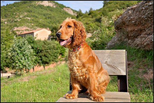 Lost English Cocker Spaniel brown named Rosie in Vancouver