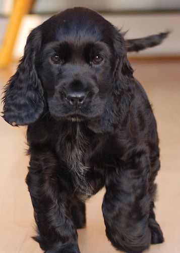 Lost English Cocker Spaniel brown named Winston in Courtenay