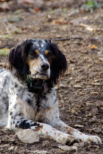 Lost English Setter cream named Zoey in Mississauga