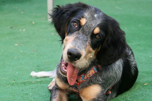 Lost English Setter chocolate named Buddy in Vaughan