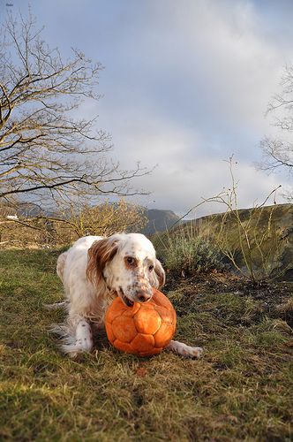 Lost English Setter tan named Finn in Fort St. John