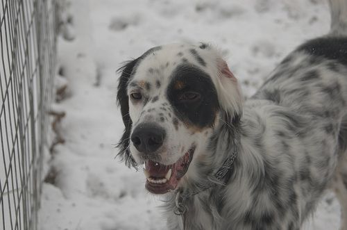 Lost English Setter tan named Tucker in Yorkton