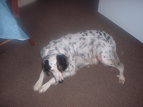 Lost English Setter brown named Charlie in Montréal