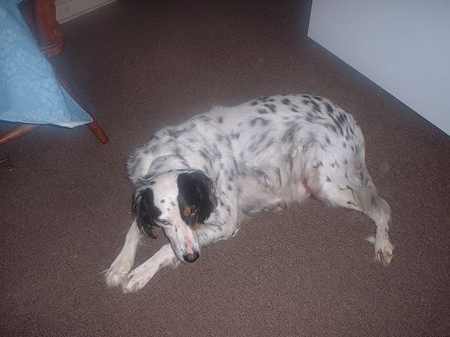 Lost English Setter black named Buddy in Edmundston