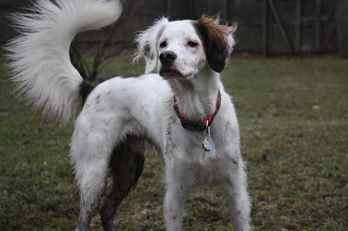 Lost English Setter black and white named Bella in Paradise
