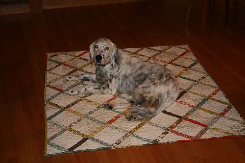 Lost English Setter golden named Molly in Kitchener