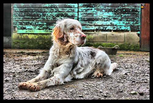 Lost English Setter brown named Cooper in Surrey