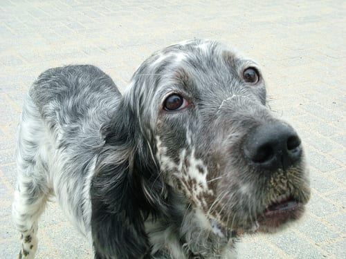 Lost English Setter white named Cooper in Saint-Jérôme