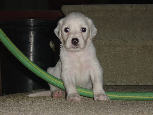 Lost English Setter tan named Rosie in Edmonton