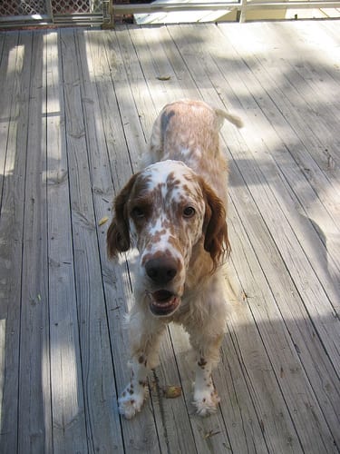 Lost English Setter cream named Bailey in Prince Albert