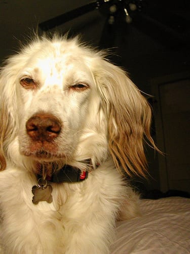 Lost English Setter tan named Lola in Thunder Bay